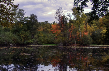Лесное озеро / ***