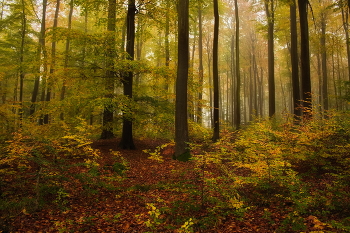 Осень / Осенний лесной пейзаж