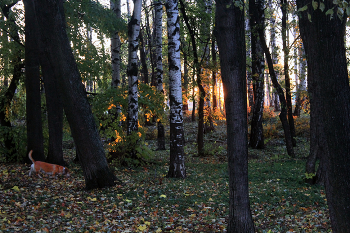 Тото на рассвете / Собачка Тотоша встречает рассвет в парке, в центре Петрозаводска