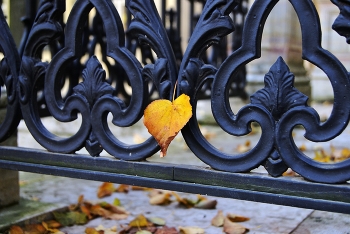 Осени ажур / Лопухинский сад