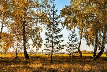 Гости в берёзовой роще / Осень на Алтае