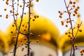 Октябрьские мини яблочки. / Яблочки в монастырском саду.