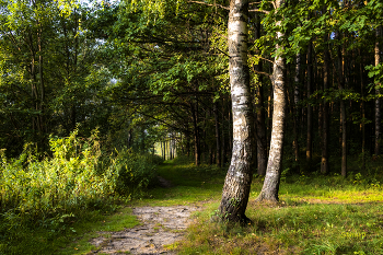 В летнем лесу. / ***