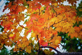 Краски осени... / ***