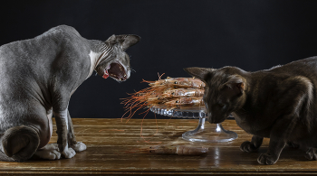 Креветочек? / Креветочек?