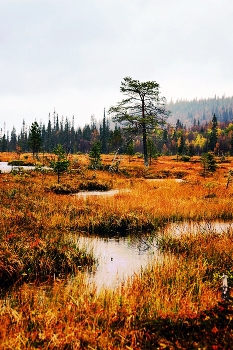 Осень в Заполярье / Осенний пейзаж на Крайнем Севере