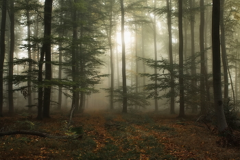 Плотный туман / За плотным туманом проглядывает солнце. Осенний пейзаж.