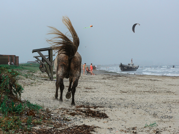 Беглянка / Лошадь решила размяться на пляже