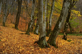 Осеннее утро / Грабовый лес