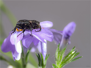 &nbsp; / Пестряк короткокрылый (Valgus hemipterus). Самка