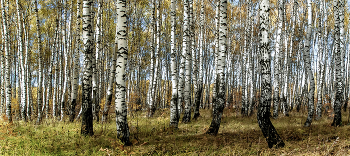 Cкрип русских берёз... / Cкрип русских берёз...