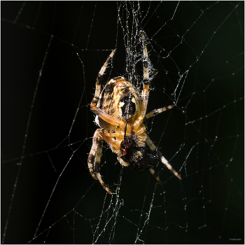 &nbsp; / Обыкновенный крестовик (Araneus diadematus). Самка. Испод