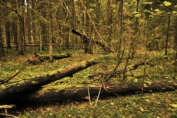 "Птиц не слышно. Треснет мелкий обломившийся сучок..." / "Птиц не слышно. Треснет мелкий
 Обломившийся сучок,
 И, хвостом мелькая, белка
 Легкий делает прыжок ..."
 А.Твардовский