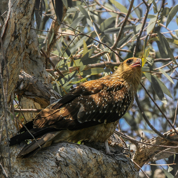 "Высоко сижу, далеко гляжу" / Красный ястреб – тетеревятник (Erythrotriorchis radiatus) — вид хищных птиц из семейства ястребиных является эндемиком прибрежных и суб-прибрежных районов Австралии.
Питается в основном птицами, редко охотится на млекопитающих, рептилий и крупных насекомых. Утром добывает корм путем кратковременной охоты со скрытых позиций на деревьях