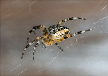 &nbsp; / Обыкновенный крестовик (Araneus diadematus). Самка