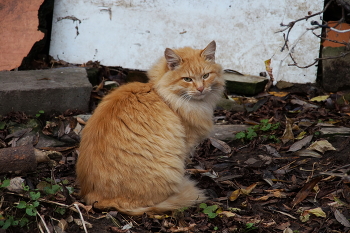 Осенний Котик / Осенний Котик