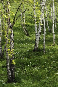 Весна на берегах Байкала / ***