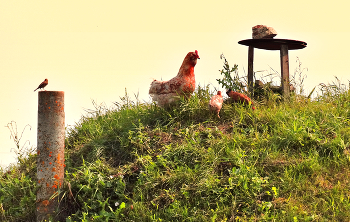 Курица ряба с цыплятами и птичкой / Курица ряба с цыплятами и птичкой на крыше насыпного погреба