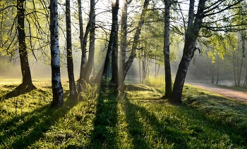 Утро в парке...... / Петербург. Шуваловский парк. Май
