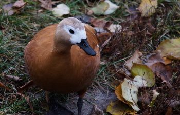 Красная утка / Красная утка