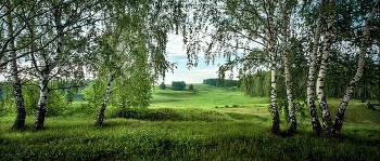 Берёзовый хоровод. / Берёзовый хоровод.