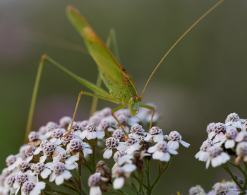 Кузнечик / Кузнечик