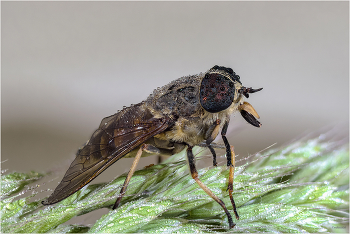 &nbsp; / Слепень бычий (Tabanus bovinus). Самка.