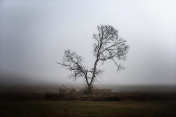 Осень, туман и дерево по центру... / ***