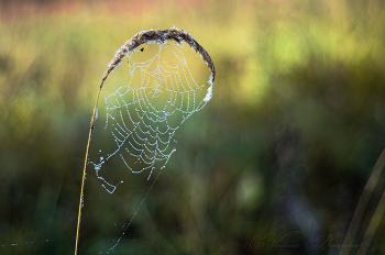 Хрустальное ожерелье / Осенняя паутина