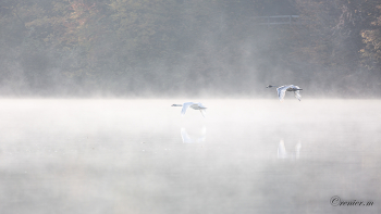 &nbsp; / Schwäne fliegen im Nebel