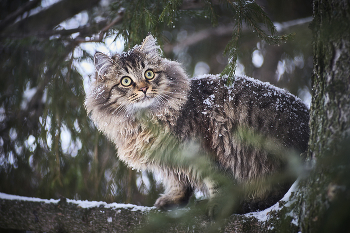 *охотник* / Pentacon 135/2.8 mc