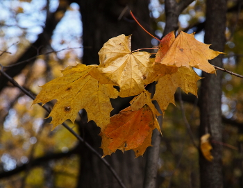 Осенний мотив / Осенний мотив