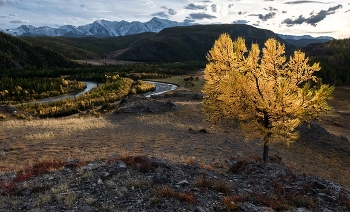 В закатных лучах солнца / Солнце садилось, и лучи пытались согреть и подсветить отдельные деревья. Словно осенний фонарик засветилась эта маленькая лиственница.