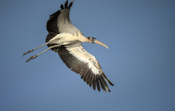 Wood Stork / The wood stork is a large American wading bird in the family Ciconiidae, the only member of the family to breed in North America. It was formerly called the &quot;wood ibis&quot;, though it is not an ibis. It is found in subtropical and tropical habitats in the Americas, including the Caribbean.
The beak strike of this representative of the stork order is considered the fastest in the world; it only takes thousandths of a second to grab prey.

Американский клювач

Удар клювом этого представителя отряда аистовых считается самым быстрым в мире, ему хватает тысячных долей секунды, чтобы схватить добычу.