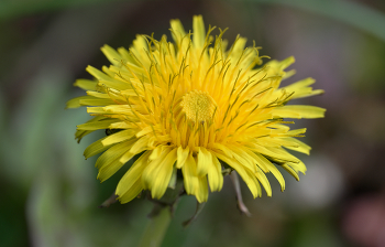 Одуванчик полевой - лекарственный / Одуванчик полевой - лекарственный