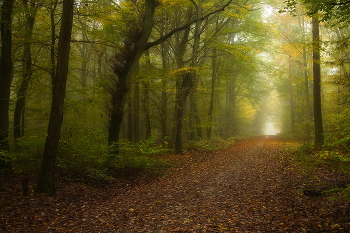 Утренняя прогулка / Осенним туманным утром в лесу.