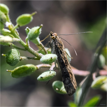 &nbsp; / Огнёвка луговая совковидная (Nomophila noctuella (Denis &amp; Schiffermuller, 1775)