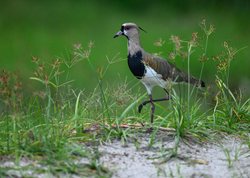 Southern Lapwing / Кайеннская пигалица
Широко распространенная птица по всей Южной Америке, за исключением густолесных регионов (например, большей части Амазонки).
Кайеннская пигалица — национальная птица Уругвая.

The southern lapwing is a wader in the order Charadriiformes. It is a common and widespread resident throughout South America, except in densely forested regions (e.g. most of the Amazon)
The Southern lapwing is the national bird of Uruguay