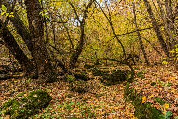 в лощине / лес