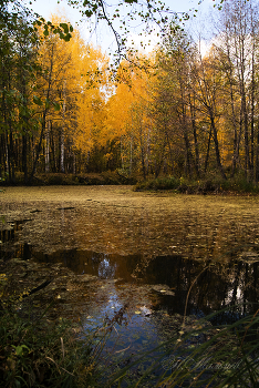 &nbsp; / Осень