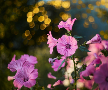 *лаватера* / -----