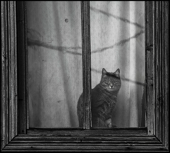 Одна дома / Кошка окно
