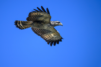 Common black hawk (juvenile) / Чёрный крабовый канюк (молодая особь)