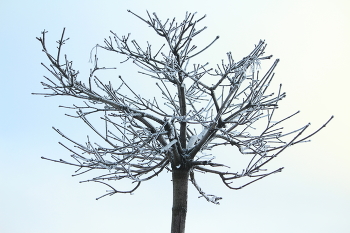 Дерево зимой / Иней на дереве в 30-градусный мороз