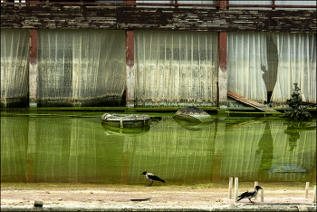 &nbsp; / вороны!
москвички меня разбудили промёрзшие.
...
курить значит будем
