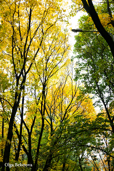 Графика осени / желтая листва, деревья