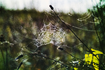 Хрустальный кокошник / Осенняя паутина