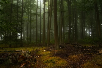 На пороге осень / Утро в туманном осеннем лесу.Лесной этюд.