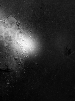  / A black and white dream