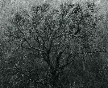 Ливень / * * *